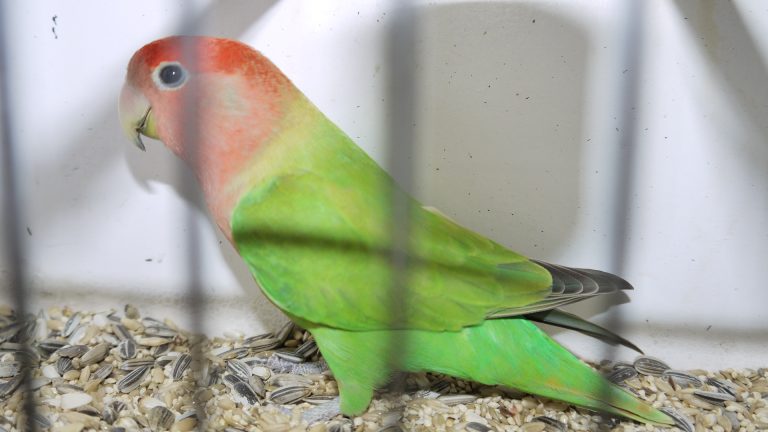 photo-gallery-the-african-lovebird-society-of-australia-inc